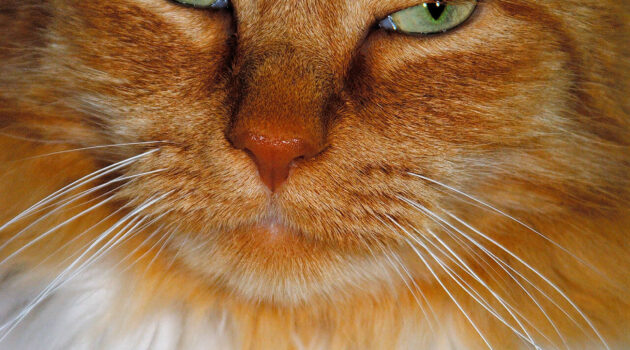 Randall - The cat with an attitude. Akron, Ohio, USA. Photo by Dick Pratt