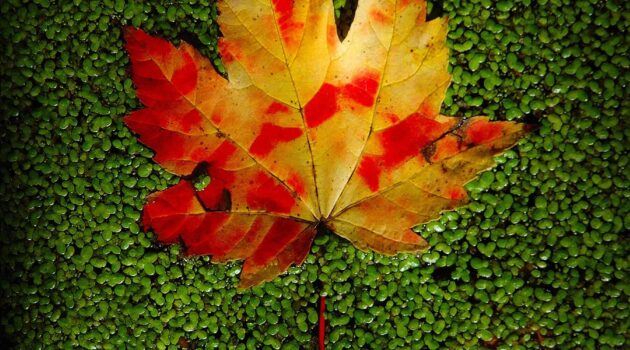 The last colorful leaf I could find floating on duckweed. Akron, Ohio, USA. Photo by Dick Pratt.