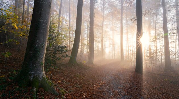 A foggy autumn forest is lit by a bright sunstar breaking through tall, slender trees. Germany. Photo by Pascal Debrunner