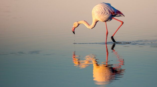 Flamingo. Photo by Philippe BONTEMPS