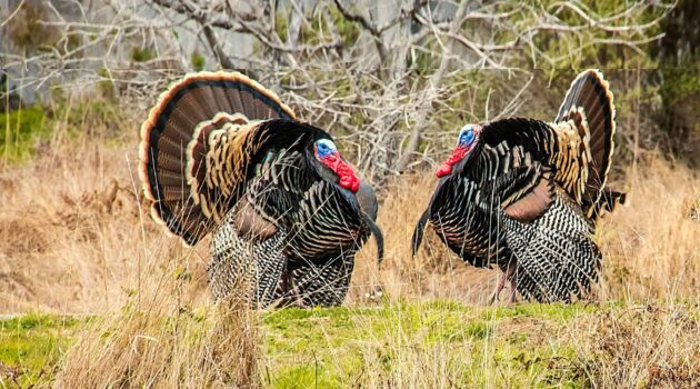 Two wild turkeys. Sea Ranch, CA, USA. Photo by Sterling Lanier