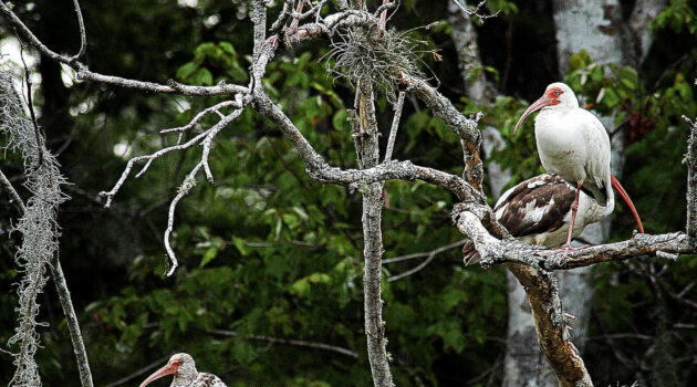 A small gathering of the Ibis birds around Bradenton, Florida, USA. Photo by Dick Pratt.