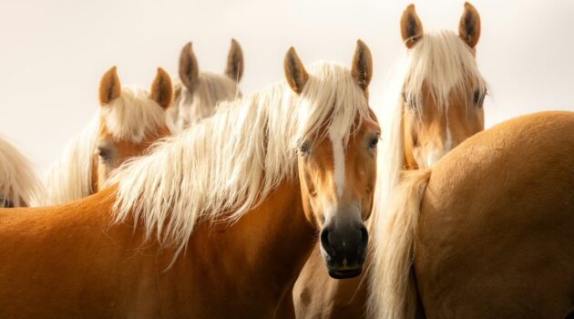 Horses in Bolzano, Italy. Photo by Marek Piwnicki