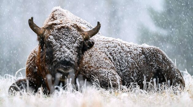 Żubr europejski / European bison. Puszcza Białowieska, Poland. Photo by Oskar Jabłoński