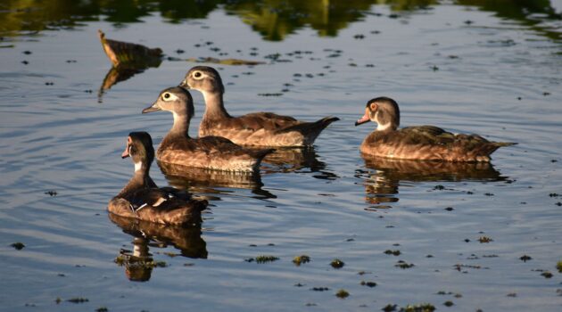 Double Date. Photo by Mike Kozak