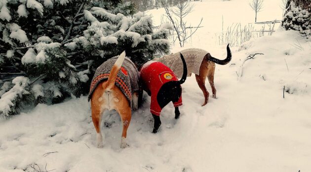 Hunting Wabbits in the snow. Photo by BGD