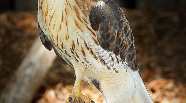 A bird of prey. Bradenton, Florida, USA. Photo by Dick Pratt