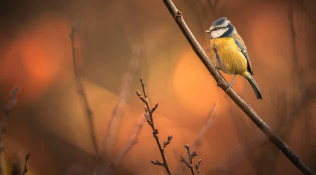 Eurasian blue tit (Cyanistes caeruleus). Photo by Doncoombez