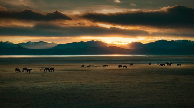 Horses at sunset. Tibet, China. Photo by jony Y
