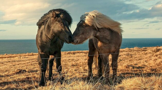 Two horses in Iceland. Photo by Wietse Jongsma