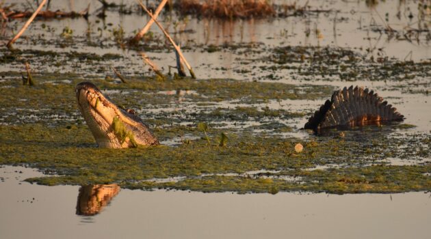 Mating call. Photo by Mike Kozak