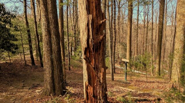 The woodpeckers have been enjoying this old pine tree this winter. Photo by BGD