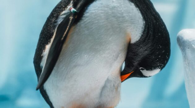 Photo by Dawid Tkocz