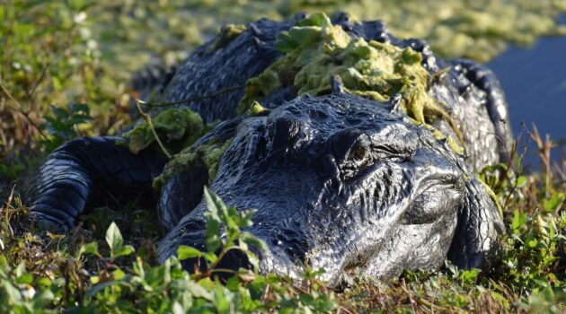 Florida roadside attraction. Photo by Mike Kozak