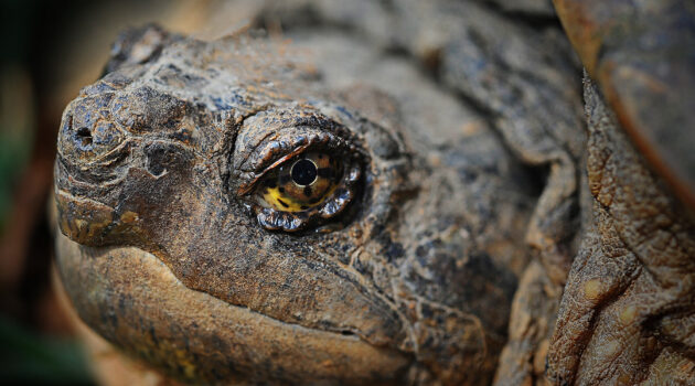 A snapping turtle. Nimisila Lake. Akron, Ohio, USA. Photo by Dick Pratt