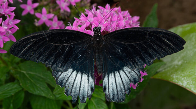 A Pipevine Swallowtail butterfly. Akron, Ohio. USA. Photo by Dick Pratt