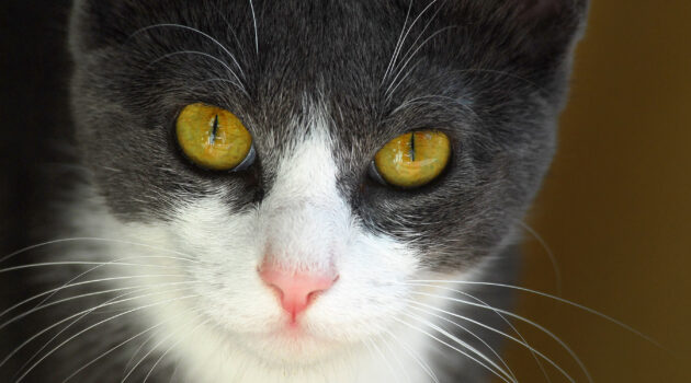 Little Miss Midgey. Akron, Ohio, USA. Photo by Dick Pratt