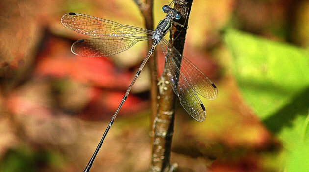 A Damselfly. Akron, Ohio. USA. Photo by Dick Pratt