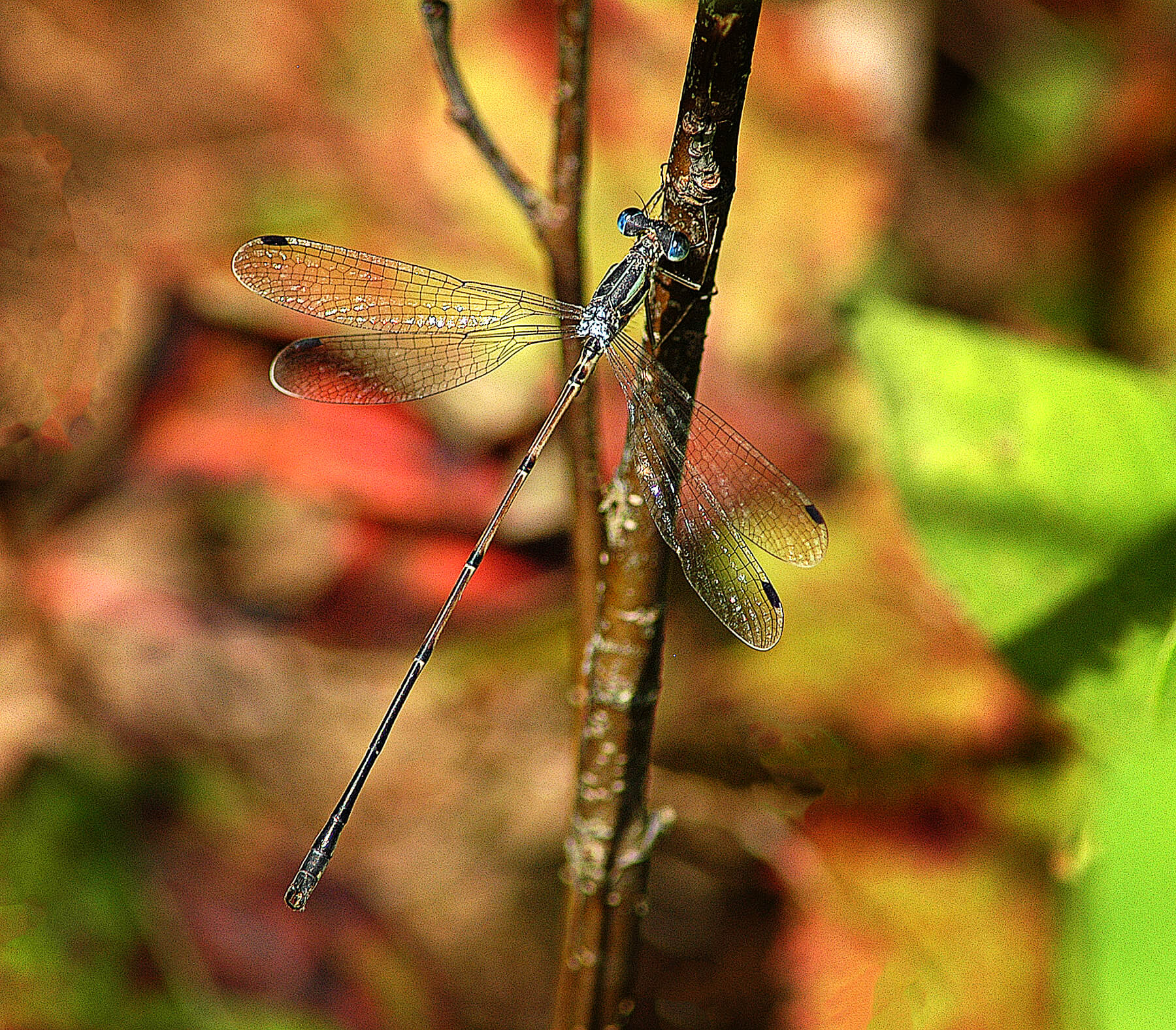 A Damselfly. Akron, Ohio. USA. Photo by Dick Pratt
