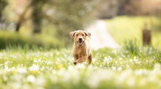 Labrador puppy running through wild flowers. London, UK. Photo by Dom Heartley