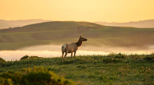 Tomales Point Trail, Inverness, CA 94937, USA. Photo by Ivan Nieto