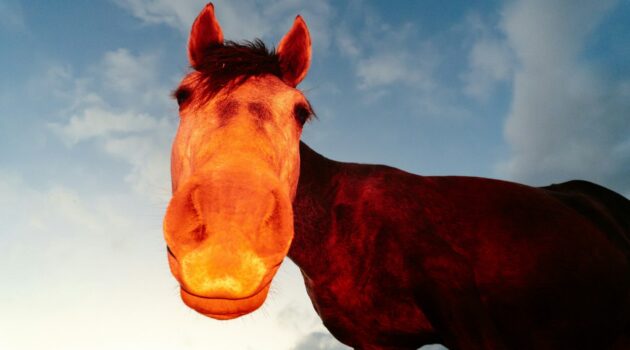 Photo by Jonathan Castañeda