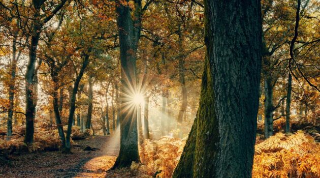 Kinclaven Bluebell Woods, Perth, UK. Photo by Joshua Earle