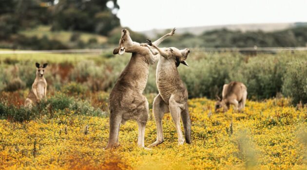 Kangaroos. Great Ocean Road, Anglesea VIC, Australia. Photo by Joshua Earle.