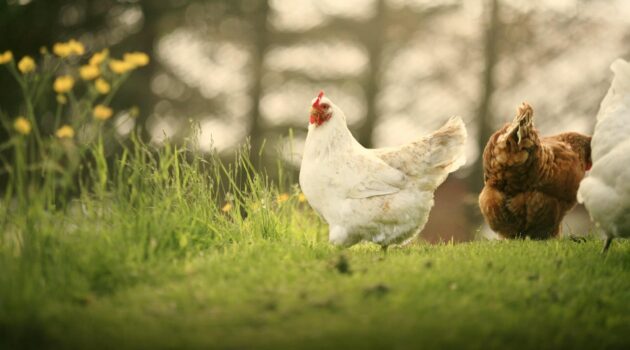 Chickens standing on a grass field. Strandval, Norway. Photo by Kristin O Karlsen