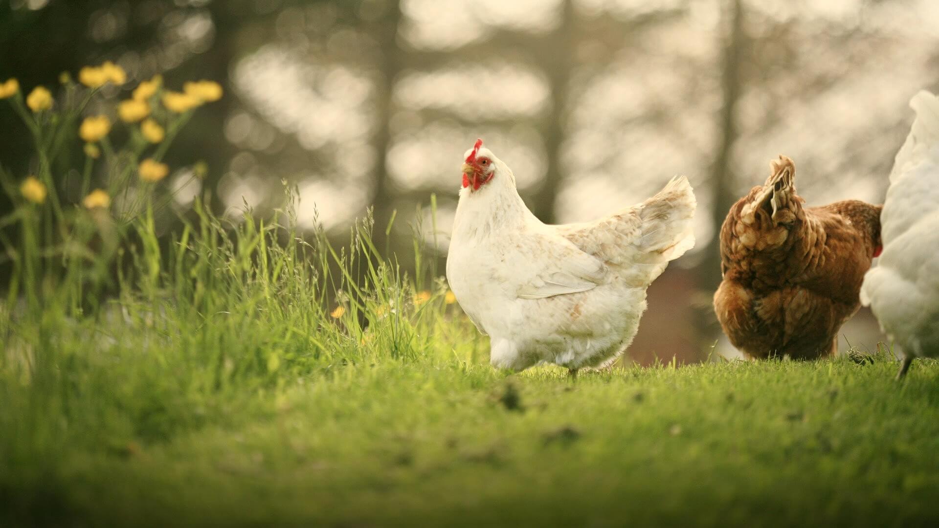 Chickens standing on a grass field. Strandval, Norway. Photo by Kristin O Karlsen