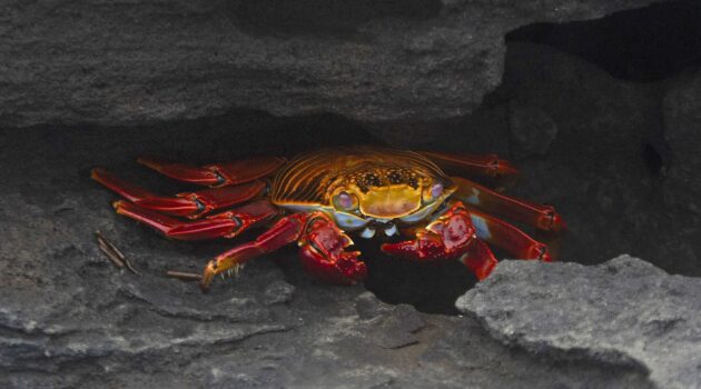 Crab in Galapagos. Photo by Alan Hamerstrom