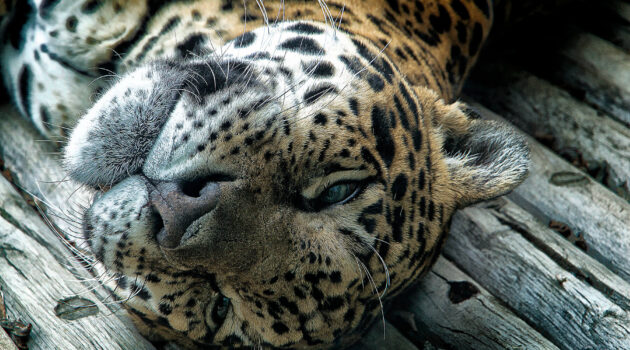 A Lazy Leopard (Akron Zoo). Akron, Ohio, USA. Photo by Dick Pratt