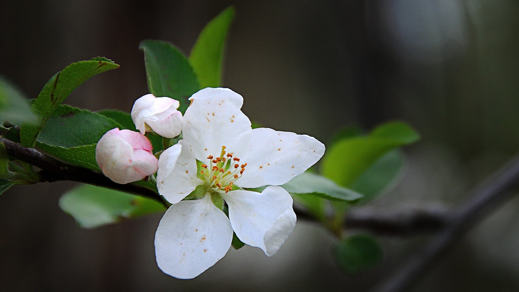 Spring flowers. Akron, Ohio. USA. Photo by Dick Pratt