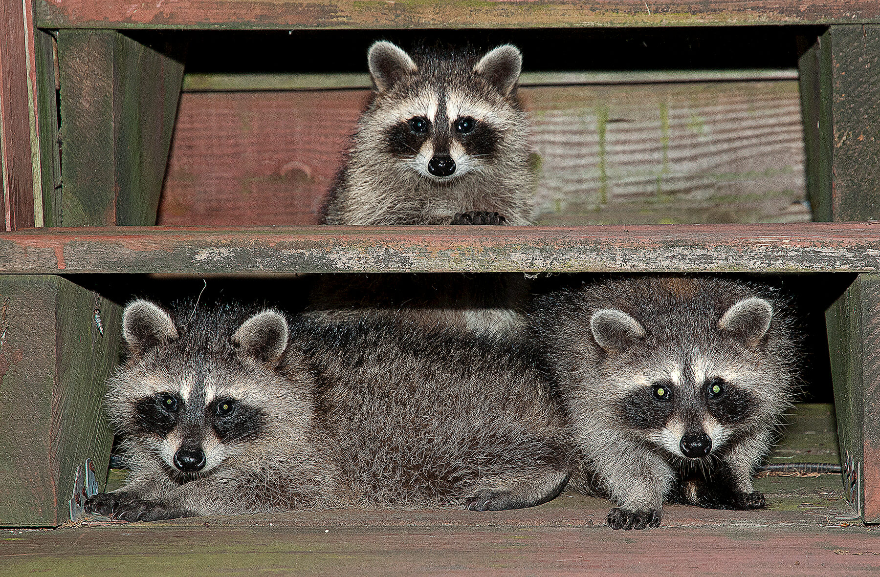 Three burglars hiding under some steps. Akron, Ohio, USA. Photo by Dick Pratt