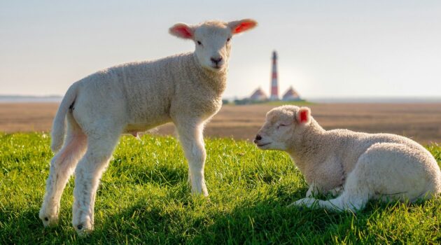 A couple of lambs in a grassy field with a lighthouse in the background. Westerhever, Germany. Photo by admiratio