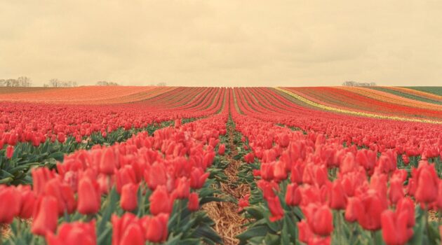 A field of Tulips. Photo by Chris Weiher