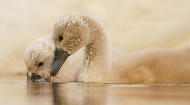 Photo by Daniel Mirlea