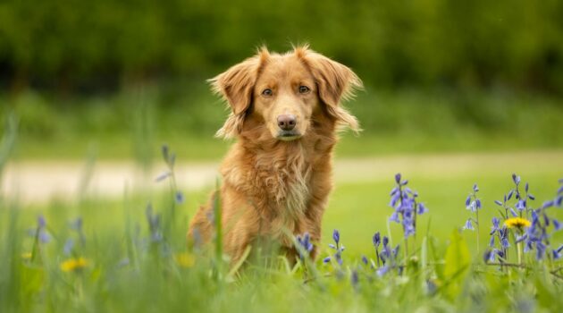 Photo by Dom Heartley