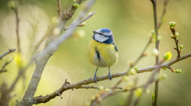 Springtime blue tit. Photo by Doncoombez