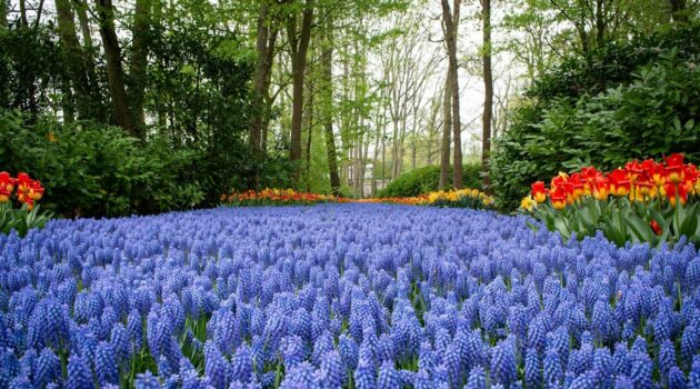 Floral river. Keukenhof, Stationsweg, Lisse, Niederlande. Photo by Fabian Kleiser