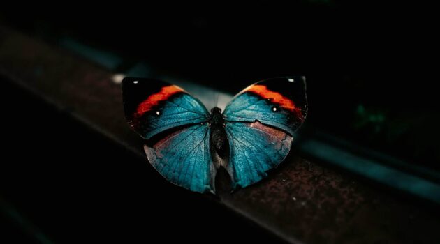 Milionia basalis, a moth of the family Geometridae first described by Francis Walker in 1854. Photo by Jensen Ragoonath