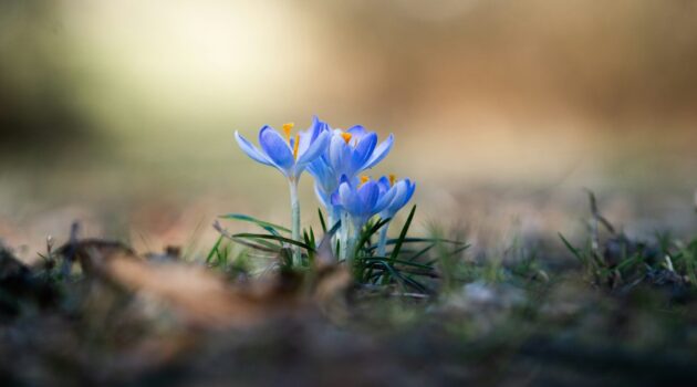Crocuses on a field. Photo by Nico Ruge
