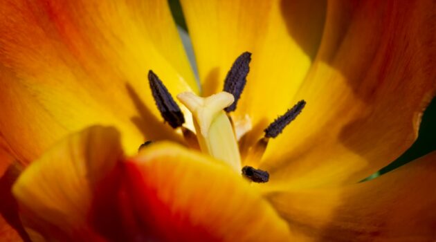 The center of a tulip. Photo by Pete Alexopoulos