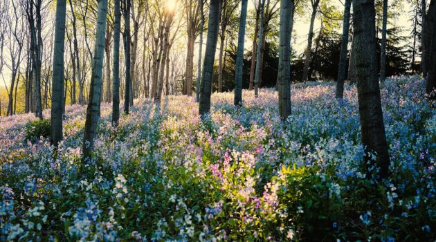 Spring Light in the Forest. Photo by Uran Wang