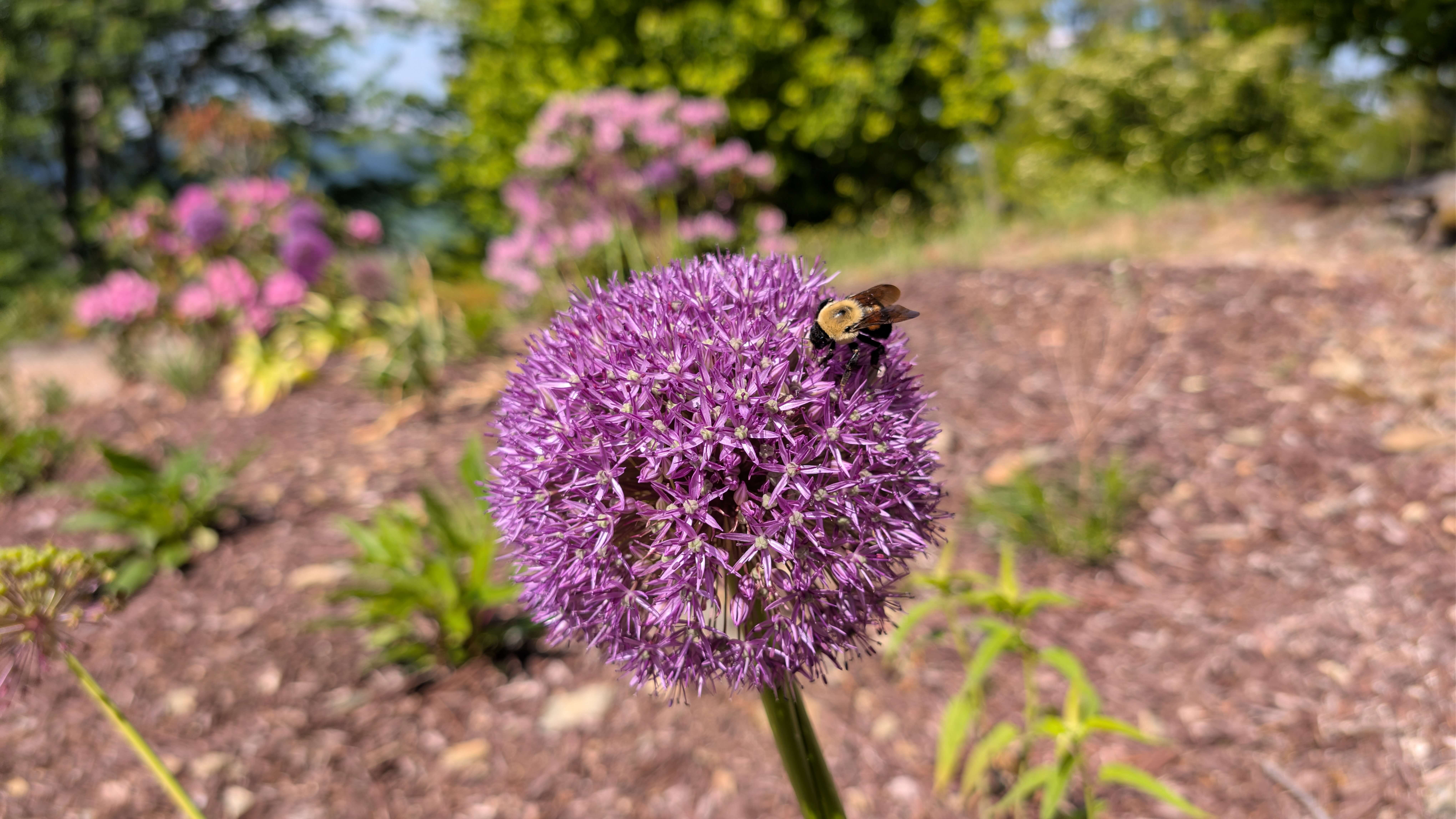 A Giant Allium (Allium giganteum) flower with a Bumblebee. Photo by BGD