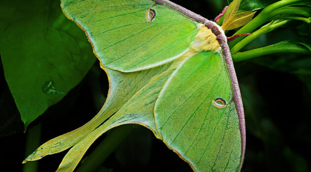 A Luna Moth. Akron, Ohio, USA. Photo by Dick Pratt.