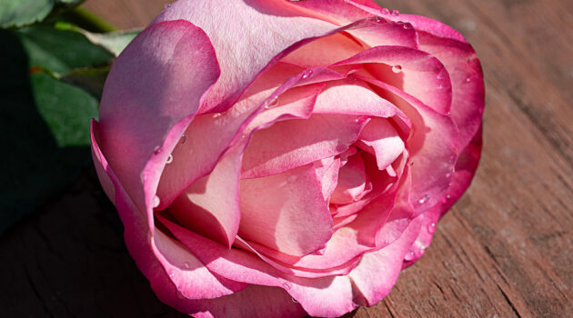 A flower for all the Moms. Everywhere, USA. Photo by Dick Pratt