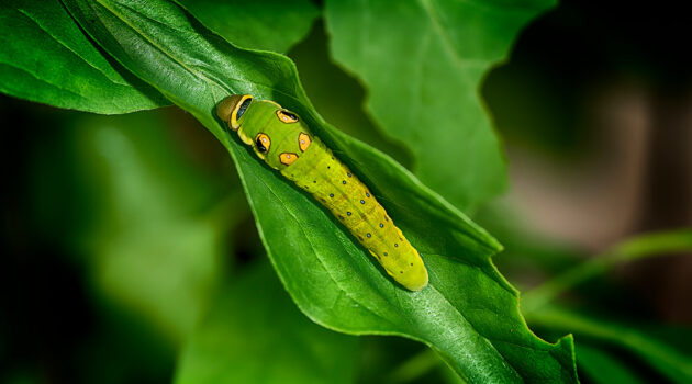 A Spicebush Swallowtail caterpillar. Alliance, Ohio, USA. Photo by Dick Pratt