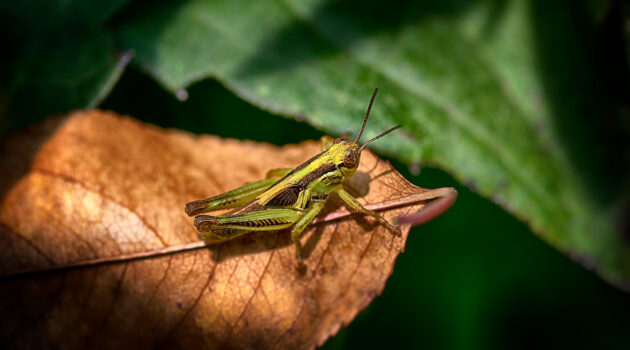 Grasshopper on a leaf. Akron, Ohio. USA. Photo by Dick Pratt