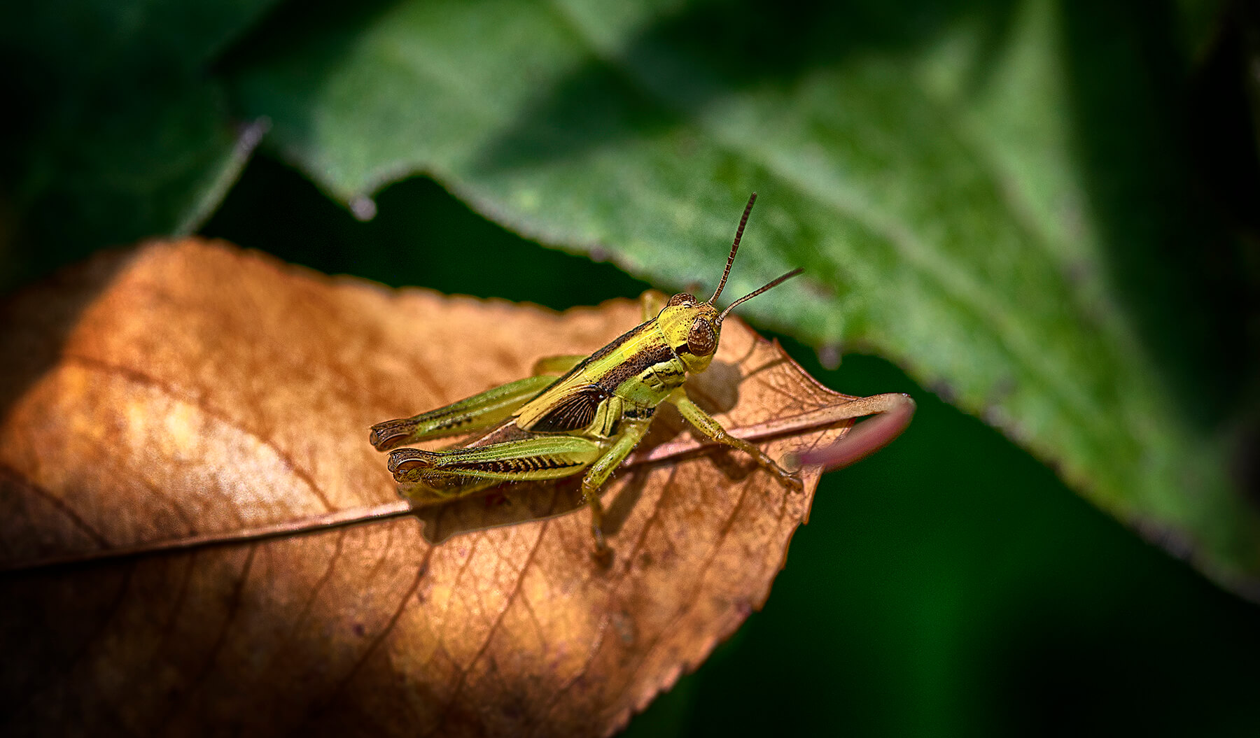 Grasshopper on a leaf. Akron, Ohio. USA. Photo by Dick Pratt